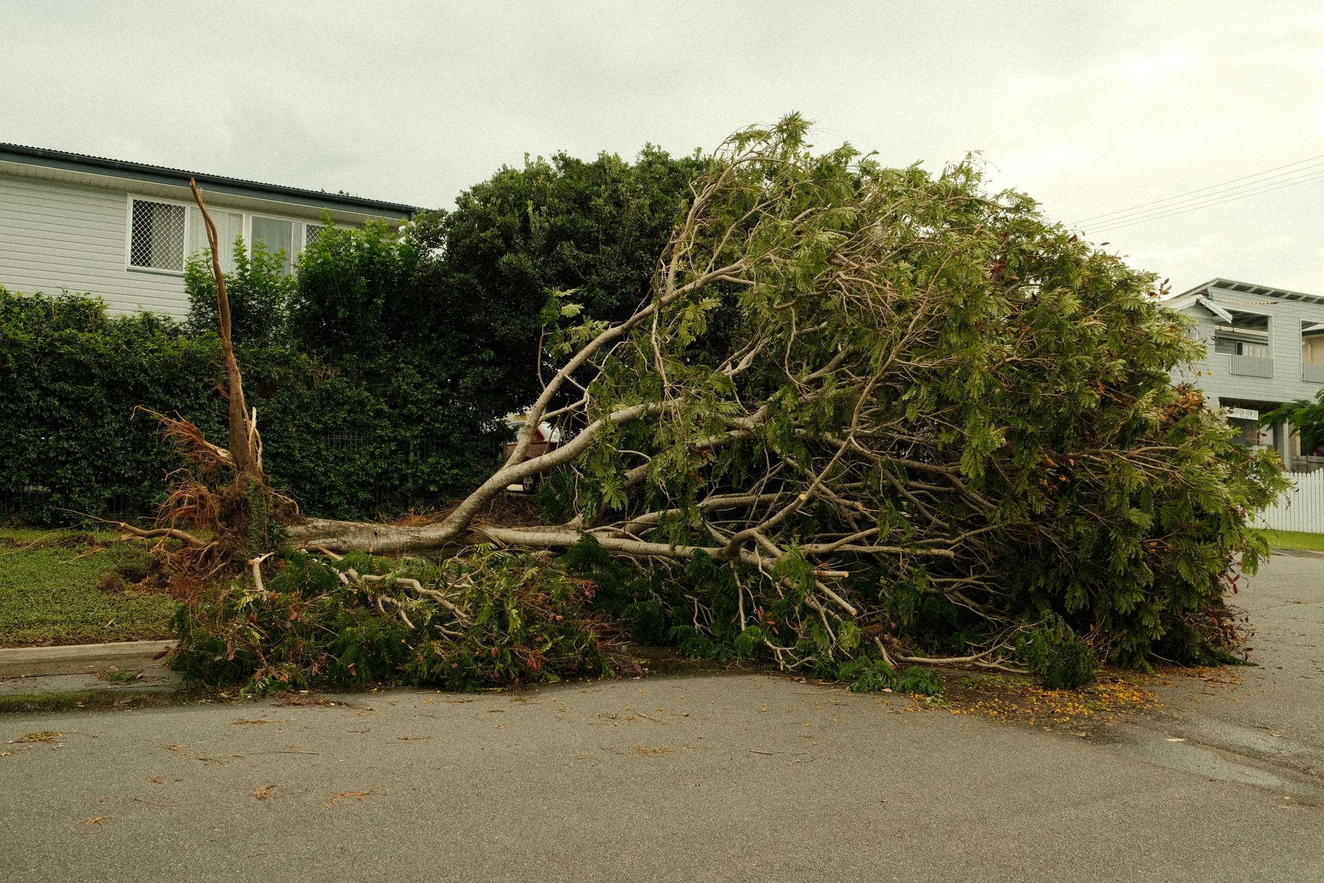 A large tree lies uprooted on a street after a severe storm, highlighting nature's power.
